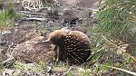 07-Baby Echidna greets us on the Swanston Road near Little Swanport